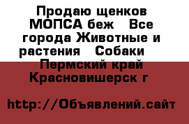 Продаю щенков МОПСА беж - Все города Животные и растения » Собаки   . Пермский край,Красновишерск г.